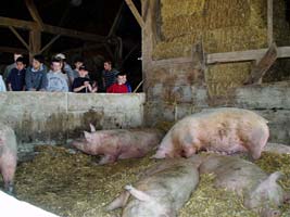 children view pigs